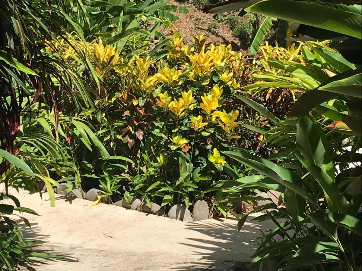 Flor De Paraiso Bungalows Montezuma Exteriér fotografie